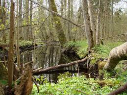 غابة بياوفيجا فى بيلاروسيا