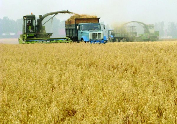 زراعة القمح فى أوكرانيا